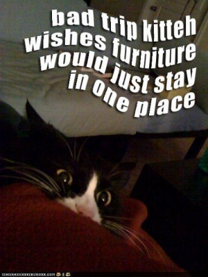 Downsized Image [funny-pictures-bad-trip-cat-bedroom.jpg - 45kB]