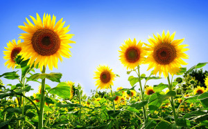 Tag: Sunflowers Wallpapers, Backgrounds, Photos, Images andPictures ...