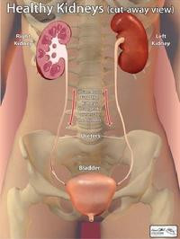 Healthy Kidney. Image from Kevin O'Neill
