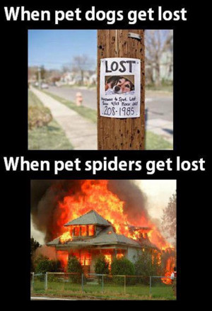 when pet dogs get lost, funny spiders get lost