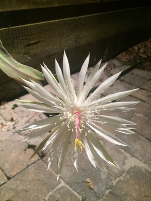 Epiphyllum Hookeri. First blooms of the year. One of the most ...