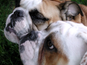 french bulldogs love being bulldog bulldog love