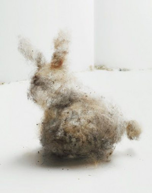 dust bunny