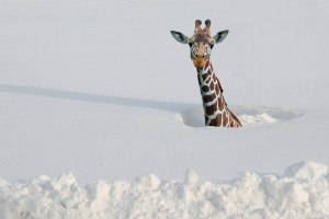 What's More Adorable Than Animals Playing in the Snow?