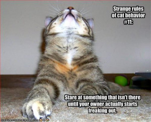 ... There Until Your Owner Actually Starts Freaking Out. ~ Cat Quotes