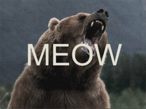 ... grizzly bear mountains bear wildlife meow Northwest black bear