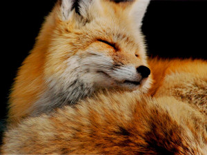 Photo: Young fox