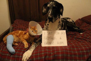22 All New And Hilarious Dog Shaming Photos