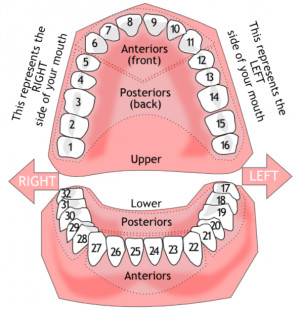 Tooth # Concern (missing, broken, loose, discolored) Explanation of ...