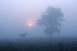 Horse in the Morning Fog - Vadim Trunov