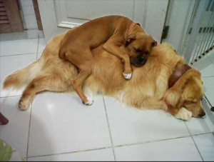 Sneak peek at this cute mother dog and puppy snoozing together one on ...