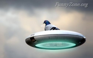 From Pigeon Funnyzone Funny...