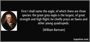 ... the eagle, of which there are three species: the great grey eagle