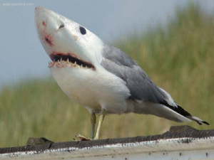 Funny Seagull New Photos 2011