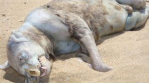 Experts puzzled after mysterious, four-metre-long 'sea creature' with ...