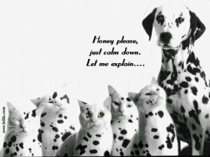 Dalmatian Picture Slideshow