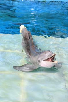 Winter...The dolphin from Dolphin Tale. Great Movie to watch. Winter ...