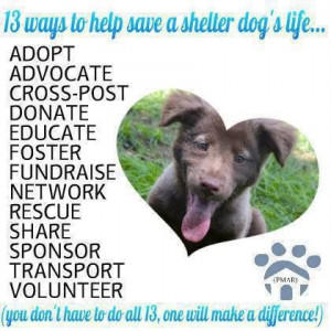 Ways you can help a Shelter Animal!
