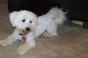 Adult Havanese with Puppy Cut