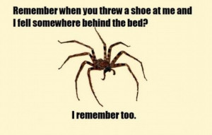 funny-pictures-of-a-spider-hidden-behind-your-bed-coming-back-for ...