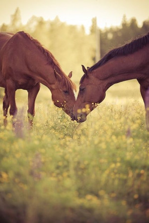 Two horses nuzzling noses while they relax in the grass.