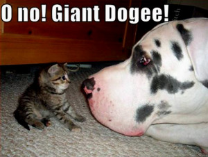 Animal Humor cat & dog funny