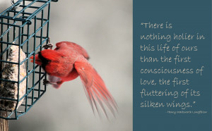 Quotes Birds Cardinals ~ Dead Cardinal Bird - Viewing Gallery