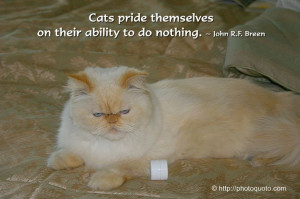 Cats quotes