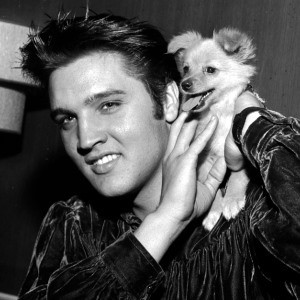 Image: Elvis and his puppy Sweet Pea (AP Photo/Gene Herrick)