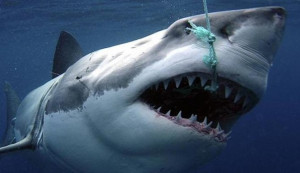 Great White Shark Attack Closes Popular California Beach