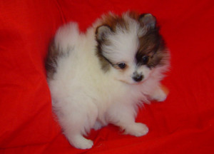 white teacup pomeranian puppies for sale uk , silver dress sandals for ...