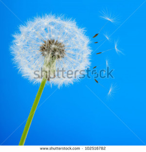... on a blue background. Detailed picture of a flower - stock