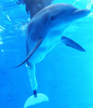 Winter the dolphin with her prosthesis