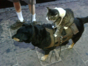 Homeless Man With Dog Cat