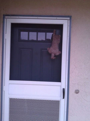 24 Happy Animals That Are Excited To See You Come Home