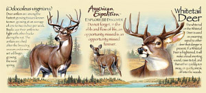 Deertour Whitetail Deer Hunting