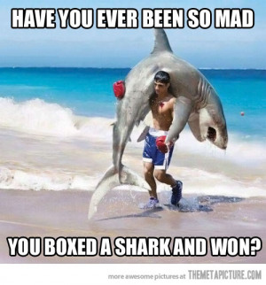 Funny photos funny shark boxer fight