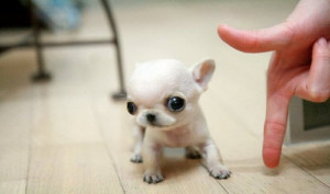 Los 25 cachorros miniatura más HERMOSOS del mundo ¡Los amarás!