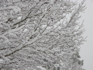 Where are all the Christmas Blizzard 2010 Snow Pics snow branches 12