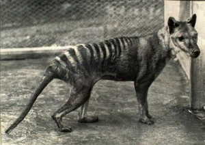 just foolish tasmanian tigers were not actual tigers they were ...