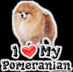 Animated Pomeranian