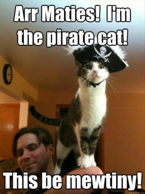 pirate cat, funny pictures