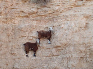Unknown Goats. We think these may be glued into position.