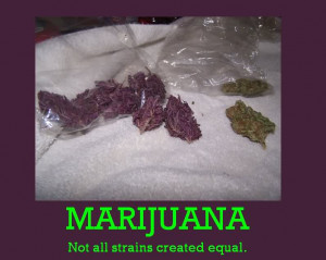 purple weed image picture code