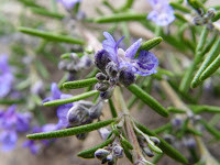 ... some literary references to rosemary while you garden this weekend