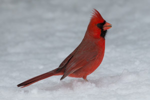 Red Cardinal in the Snow