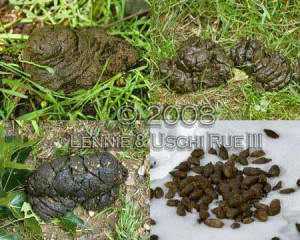 Deer-feces-throughout-the-year.-Upper-left:-diet-in-spring,-succulent ...