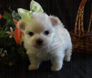 Maltese Dogs For Sale Puppies