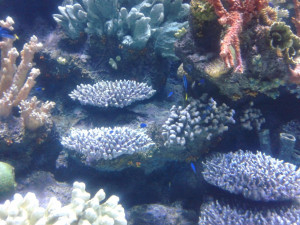Tropical Fish Aquarium Photo