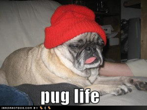 funny-dog-pictures-pug-life1.jpg picture by joeblow17 - Photobucket